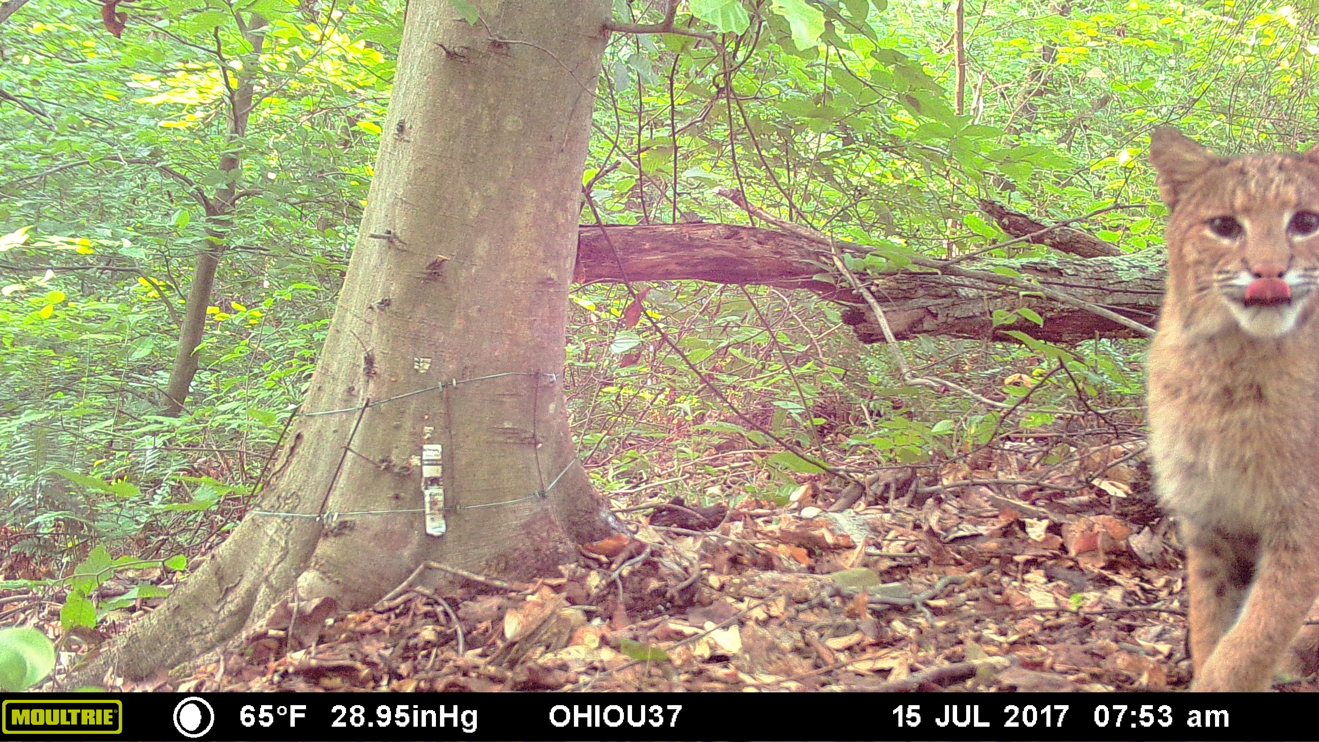 MOULTRIE DIGITAL GAME CAMERA